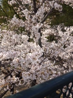 4月6日練習＆花見